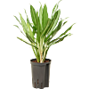 Aglaonema 'White lance'