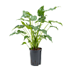Alocasia cucullata