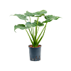 Alocasia cucullata