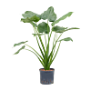 Alocasia cucullata