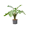 Alocasia 'Low Rider'