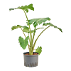 Alocasia 'Portodora'