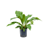 Anthurium ellipticum 'Jungle bush'