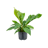 Anthurium elipticum 'Jungle bush'