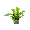 Anthurium elipticum 'Jungle bush'