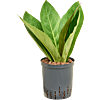 Anthurium elipticum 'Jungle' hybriden
