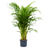 Areca