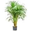 Areca