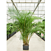 Areca