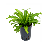Asplenium antiquum 'Amy'