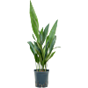 Aspidistra elatior