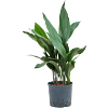 Aspidistra elatior