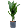 Aspidistra elatior