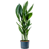 Aspidistra elatior