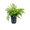 Asplenium dimorphum 'Parvati'