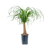 Beaucarnea recurvata
