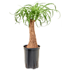 Beaucarnea recurvata