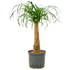 Beaucarnea recurvata