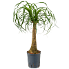 Beaucarnea recurvata