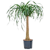 Beaucarnea recurvata