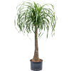Beaucarnea recurvata