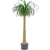 Beaucarnea recurvata