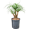 Beaucarnea recurvata
