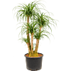 Beaucarnea recurvata
