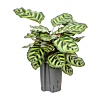 Calathea 'Makoyana'