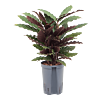 Calathea rufibarba 'Wavestar'