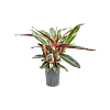 Calathea 'Triostar'