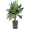 Chamaedorea metallica