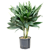 Chamaedorea metallica