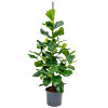 Clusia rosea