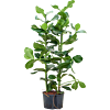 Clusia rosea