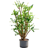 Croton (Codiaeum) variegatum 'Banana'