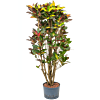 Croton (Codiaeum) variegatum 'Mrs. Iceton'