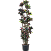 Croton (Codiaeum) variegatum 'Mrs. Iceton'