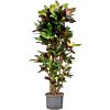 Croton (Codiaeum) variegatum 'Mrs. Iceton'