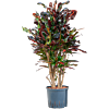 Croton (Codiaeum) variegatum 'Mammi'