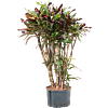 Croton (Codiaeum) variegatum 'Mammi'