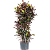 Croton (Codiaeum) variegatum 'Mammi'