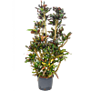 Croton (Codiaeum) variegatum 'Mammi'