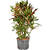 Croton (Codiaeum) variegatum 'Mammi'