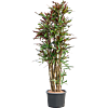 Croton (Codiaeum) variegatum 'Mammi'