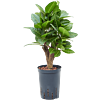 Croton (Codiaeum) variegatum 'Petra'