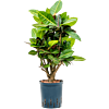 Croton (Codiaeum) variegatum 'Petra'