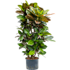 Croton (Codiaeum) variegatum 'Petra'