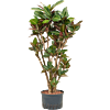 Croton (Codiaeum) variegatum 'Petra'