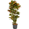 Croton (Codiaeum) variegatum 'Petra'
